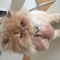 İran Kedisi (Persian), Kedi  Latte fotoğrafı