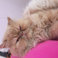 İran Kedisi (Persian), Kedi  Latte fotoğrafı