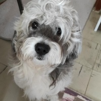 Tibet Terrieri, Köpek  Piglet fotoğrafı