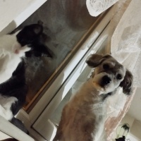 Tibet Terrieri, Köpek  Piglet fotoğrafı