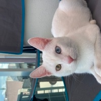 Van Kedisi, Kedi  pamuk fotoğrafı