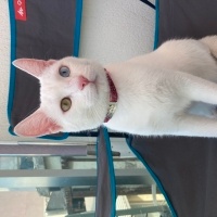 Van Kedisi, Kedi  pamuk fotoğrafı
