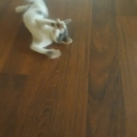 Tekir Kedi, Kedi  Tarçın fotoğrafı
