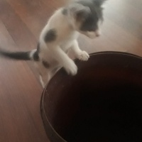 Tekir Kedi, Kedi  Tarçın fotoğrafı