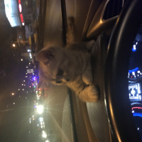 Scottish Fold, Kedi  Lokum fotoğrafı