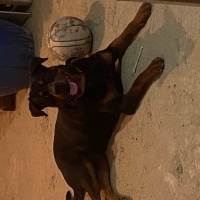 Rottweiler, Köpek  Ateş fotoğrafı