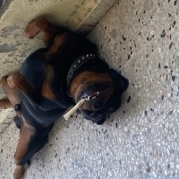 Rottweiler, Köpek  Ateş fotoğrafı