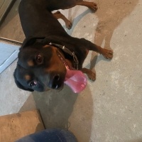 Rottweiler, Köpek  Ateş fotoğrafı