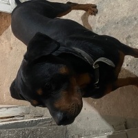 Rottweiler, Köpek  Ateş fotoğrafı