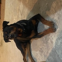 Rottweiler, Köpek  Ateş fotoğrafı