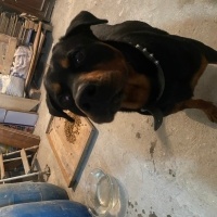 Rottweiler, Köpek  Ateş fotoğrafı