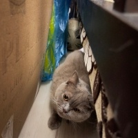 British Shorthair, Kedi  Sütlaç fotoğrafı