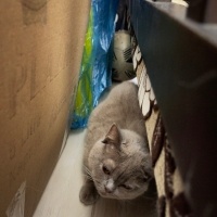 British Shorthair, Kedi  Sütlaç fotoğrafı