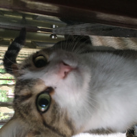 Tekir Kedi, Kedi  Bambi fotoğrafı