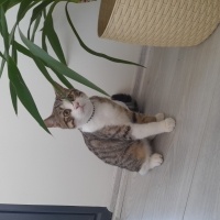 British Shorthair, Kedi  turşu fotoğrafı