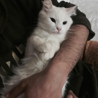 Ankara Kedisi, Kedi  pamuk fotoğrafı