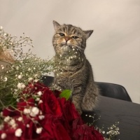 Scottish Fold, Kedi  Yumi fotoğrafı