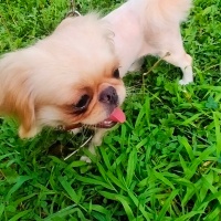Pekingese, Köpek  Kuki fotoğrafı