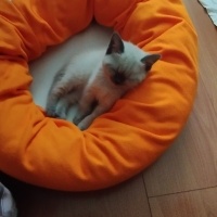 Scottish Fold, Kedi  Duman fotoğrafı