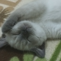 Scottish Fold, Kedi  Duman fotoğrafı