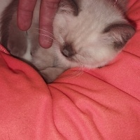 Scottish Fold, Kedi  Duman fotoğrafı