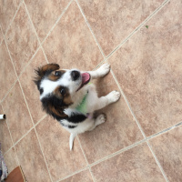 King Charles Spaniel, Köpek  Benekli fotoğrafı