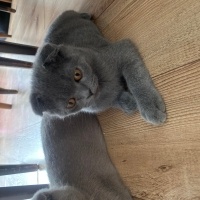 Scottish Fold, Kedi  Gri fotoğrafı