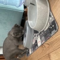 Scottish Fold, Kedi  Gri fotoğrafı