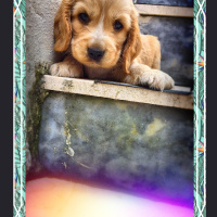 Amerikan Cocker Spaniel, Köpek  Cookie fotoğrafı