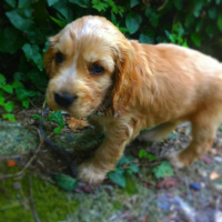 Amerikan Cocker Spaniel, Köpek  Cookie fotoğrafı