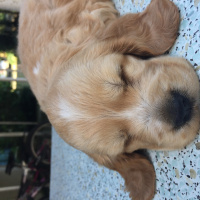 Amerikan Cocker Spaniel, Köpek  Cookie fotoğrafı