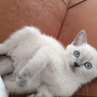 British Shorthair, Kedi  Boncuk fotoğrafı