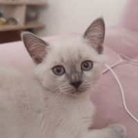British Shorthair, Kedi  Boncuk fotoğrafı