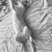 Tekir Kedi, Kedi  Lego fotoğrafı