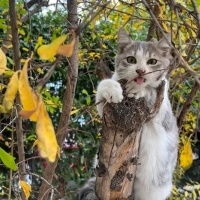 Tekir Kedi, Kedi  Lego fotoğrafı