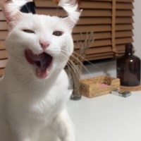 Tekir Kedi, Kedi  Lego fotoğrafı