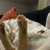 Tekir Kedi, Kedi  Lego fotoğrafı