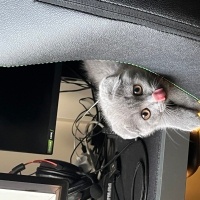 Scottish Fold, Kedi  Luna fotoğrafı