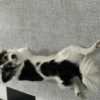Pappilon, Köpek  mavis fotoğrafı