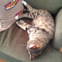 Tekir Kedi, Kedi  Sherly fotoğrafı