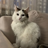 Tekir Kedi, Kedi  Şükrü fotoğrafı