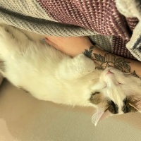 Tekir Kedi, Kedi  Şükrü fotoğrafı