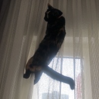 Tekir Kedi, Kedi  DİRHEM fotoğrafı