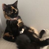 Tekir Kedi, Kedi  DİRHEM fotoğrafı