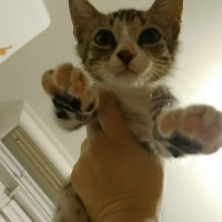 Tekir Kedi, Kedi  Güveç fotoğrafı