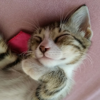 Tekir Kedi, Kedi  Güveç fotoğrafı