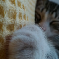 Tekir Kedi, Kedi  Güveç fotoğrafı