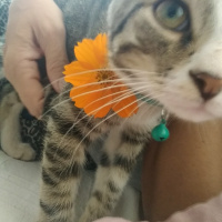 Tekir Kedi, Kedi  Güveç fotoğrafı