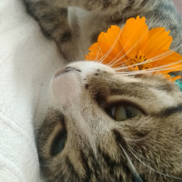 Tekir Kedi, Kedi  Güveç fotoğrafı