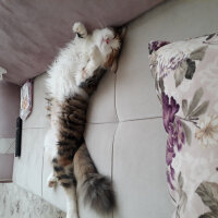 Ankara Kedisi, Kedi  Lili fotoğrafı